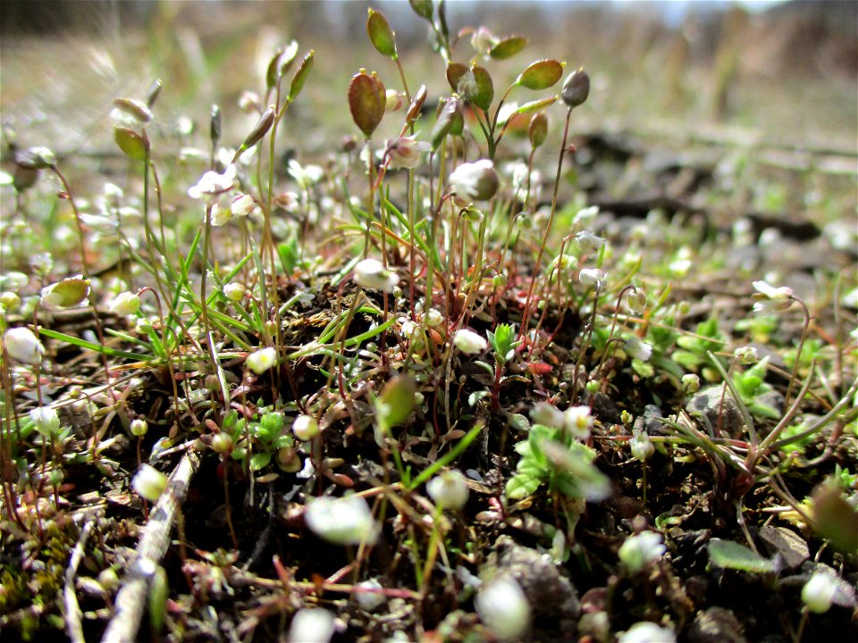 Frühlings-Hungerblümchen (Draba verna) auf einer Brachfläche der Halberger Hütte in Brebach