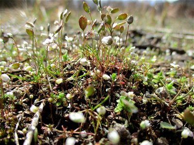 Frühlings-Hungerblümchen (Draba verna) auf einer Brachfläche der Halberger Hütte in Brebach