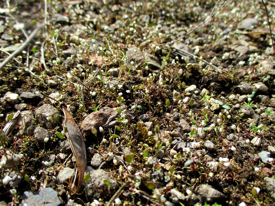 Frühlings-Hungerblümchen (Draba verna) auf einer Brachfläche der Halberger Hütte in Brebach