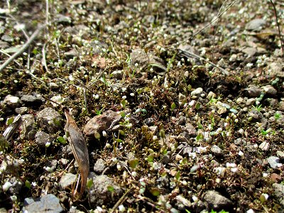 Frühlings-Hungerblümchen (Draba verna) auf einer Brachfläche der Halberger Hütte in Brebach
