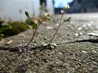 Frühlings-Hungerblümchen (Draba verna) an einer Hauswand in Brebach