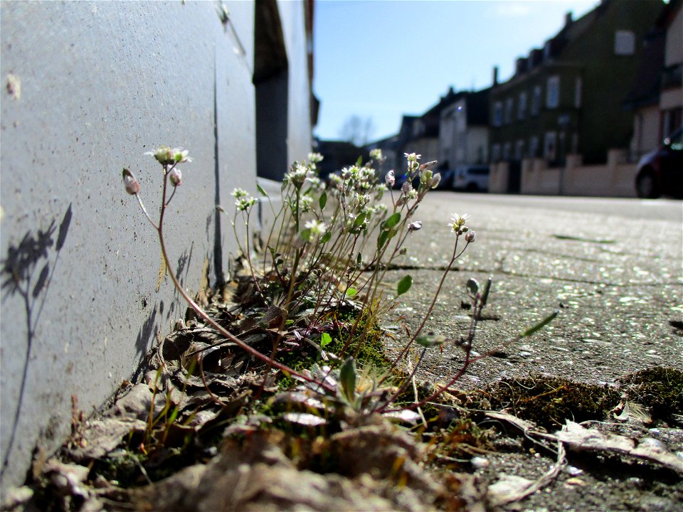 Frühlings-Hungerblümchen (Draba verna) an einer Hauswand in Brebach