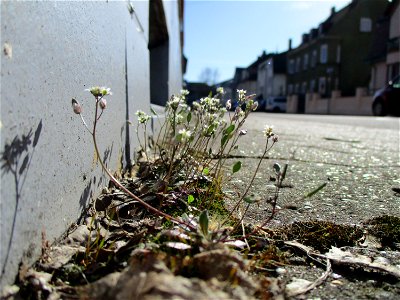 Frühlings-Hungerblümchen (Draba verna) an einer Hauswand in Brebach