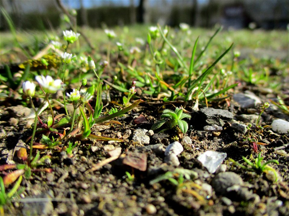 Frühlings-Hungerblümchen (Draba verna) im Bürgerpark Saarbrücken