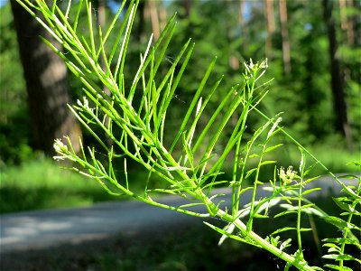 Spring-Schaumkraut (Cardamine impatiens) im Schwetzinger Hardt