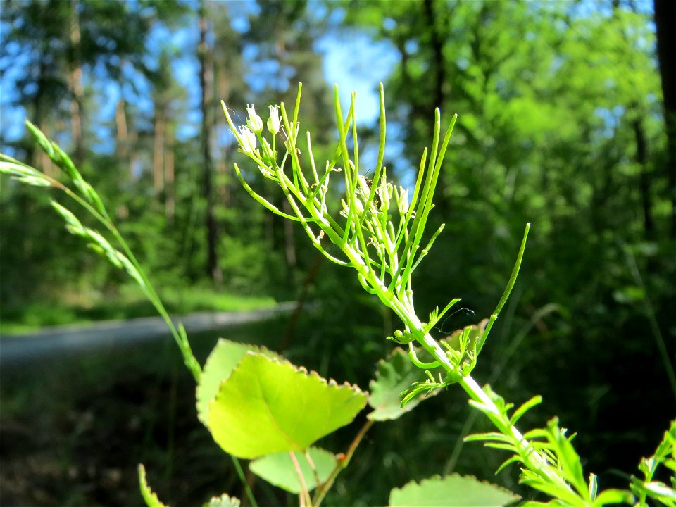 Spring-Schaumkraut (Cardamine impatiens) im Schwetzinger Hardt
