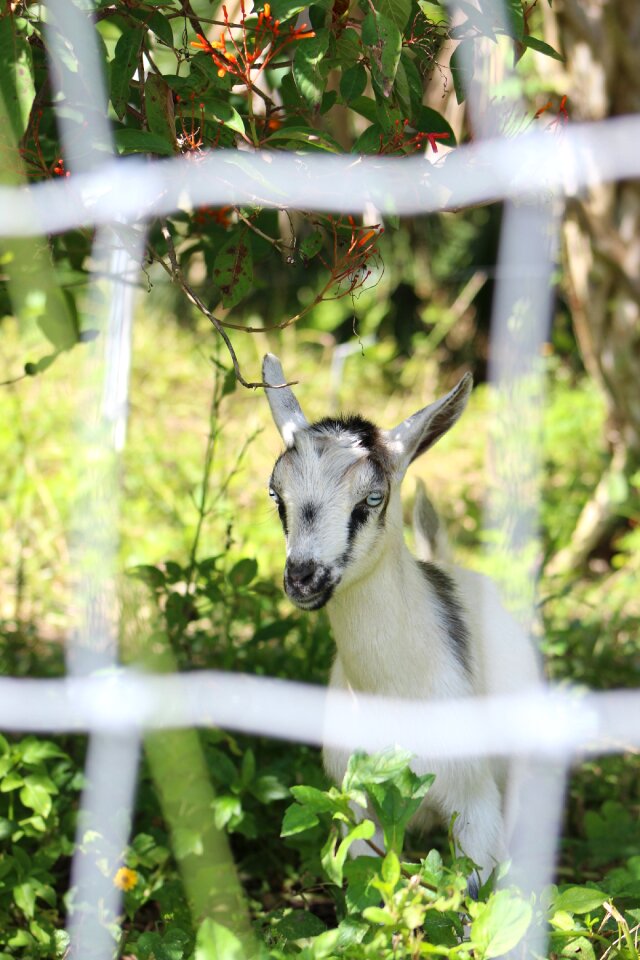 Nature mammal ruminant
