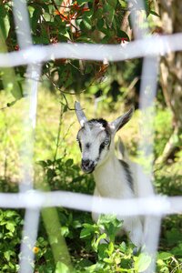 Nature mammal ruminant photo