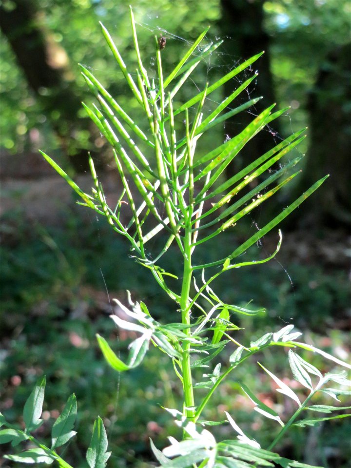Spring-Schaumkraut (Cardamine impatiens) im Schwetzinger Hardt