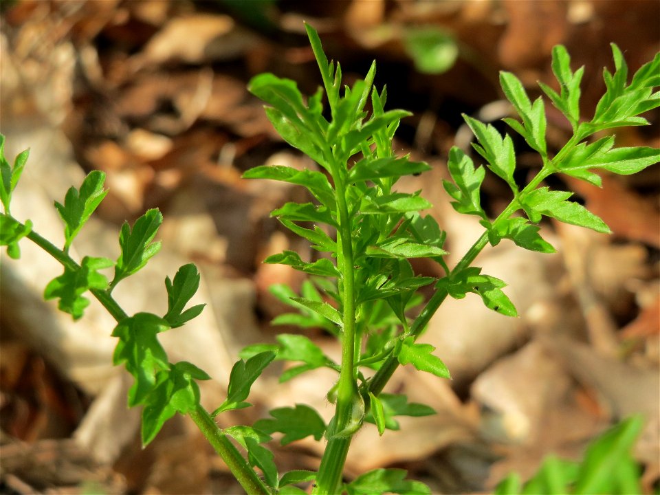 Spring-Schaumkraut (Cardamine impatiens) im Unteren Saubusch (Bannwaldbereich) im Schwetzinger Hardt
