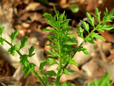 Spring-Schaumkraut (Cardamine impatiens) im Unteren Saubusch (Bannwaldbereich) im Schwetzinger Hardt