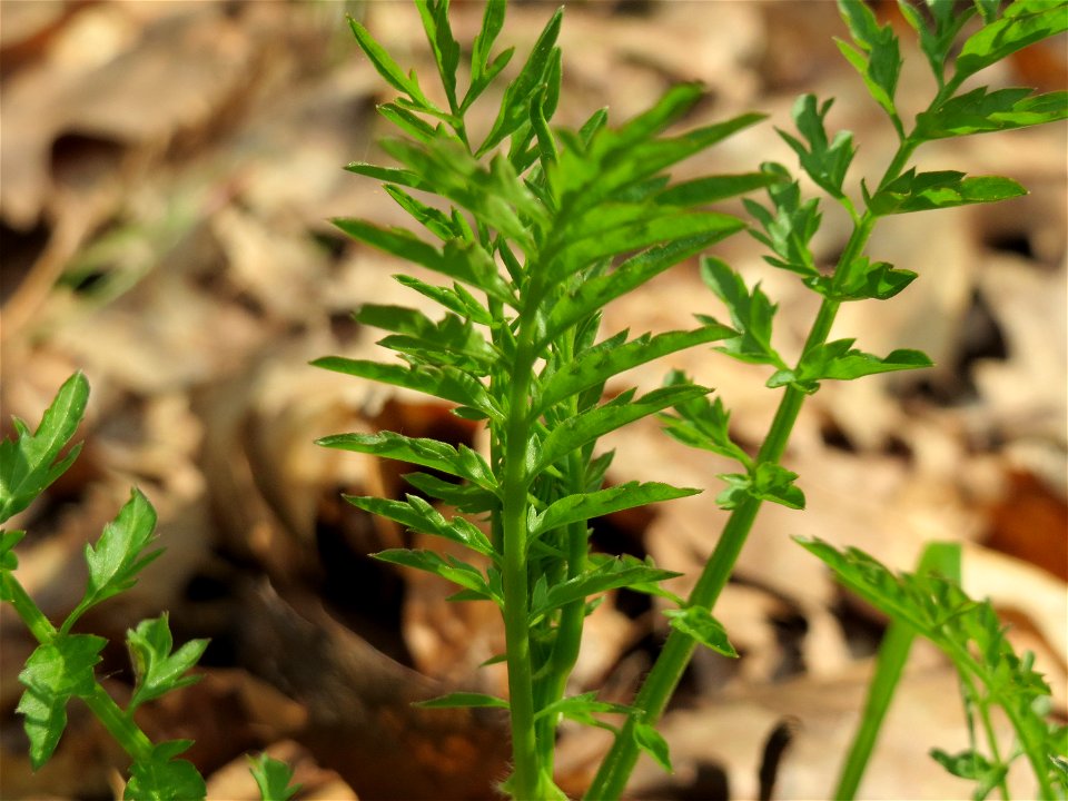 Spring-Schaumkraut (Cardamine impatiens) im Unteren Saubusch (Bannwaldbereich) im Schwetzinger Hardt