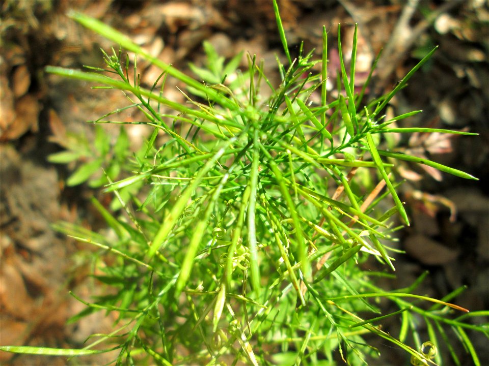 Spring-Schaumkraut (Cardamine impatiens) in der Schwetzinger Hardt