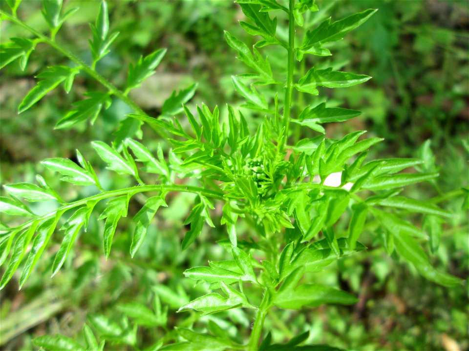 Spring-Schaumkraut (Cardamine impatiens) in der Schwetzinger Hardt