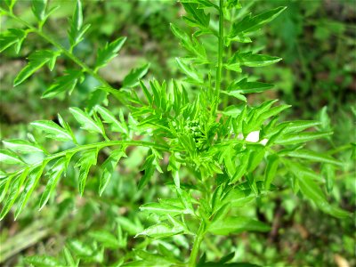 Spring-Schaumkraut (Cardamine impatiens) in der Schwetzinger Hardt