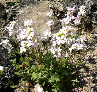Arabis_alpina; Botanic Garden, Vienna, Austria.