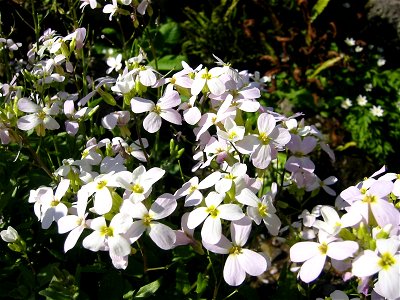 Arabis_alpina; Botanic Garden, Vienna, Austria.