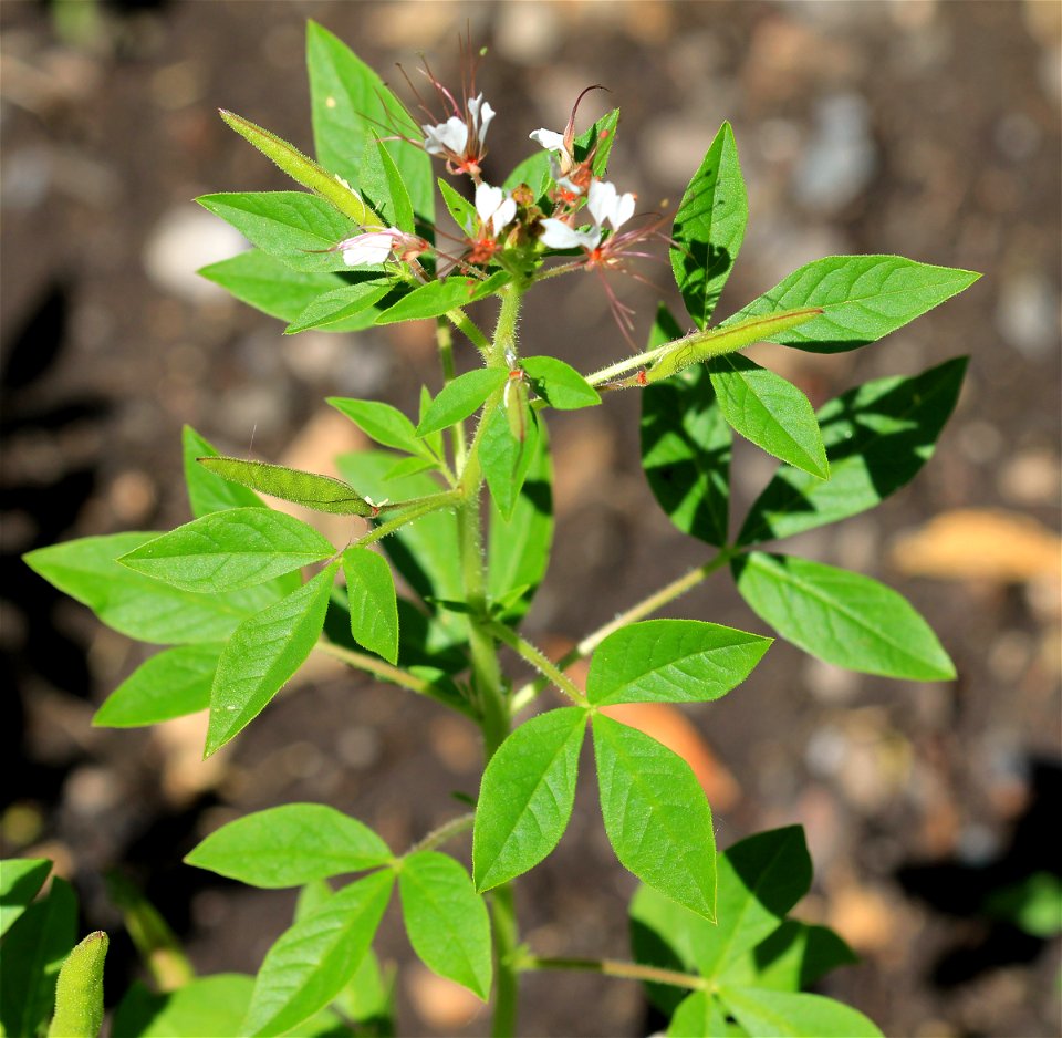 Detail of plant Polanisia trachysperma  from the Botanical Gardens of Charles University, Prague, Czech Republic