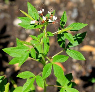 Detail of plant Polanisia trachysperma  from the Botanical Gardens of Charles University, Prague, Czech Republic