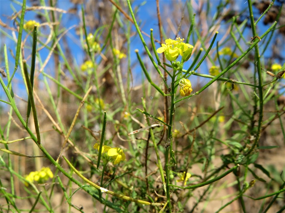 Loesels Rauke (Sisymbrium loeselii) in Hockenheim-Talhaus