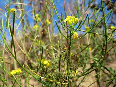 Loesels Rauke (Sisymbrium loeselii) in Hockenheim-Talhaus
