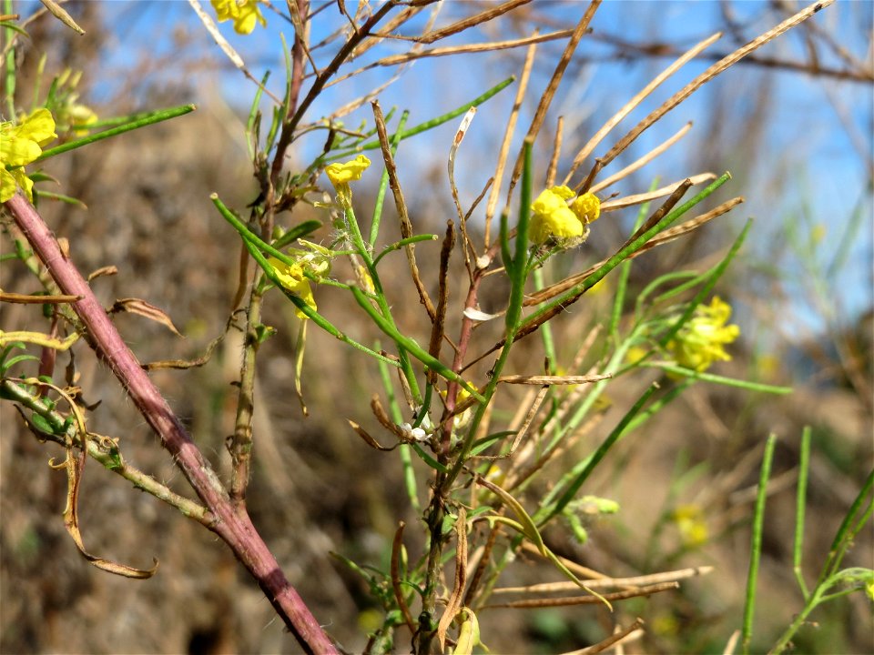 Loesels Rauke (Sisymbrium loeselii) in Hockenheim-Talhaus