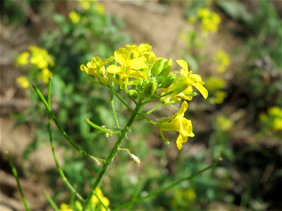 Loesels Rauke (Sisymbrium loeselii) in Hockenheim-Talhaus