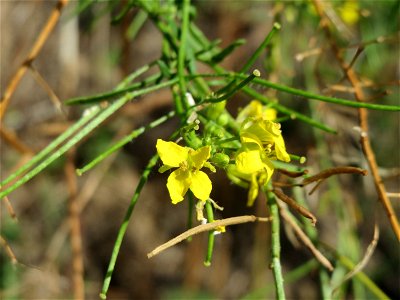 Loesels Rauke (Sisymbrium loeselii) in Hockenheim-Talhaus