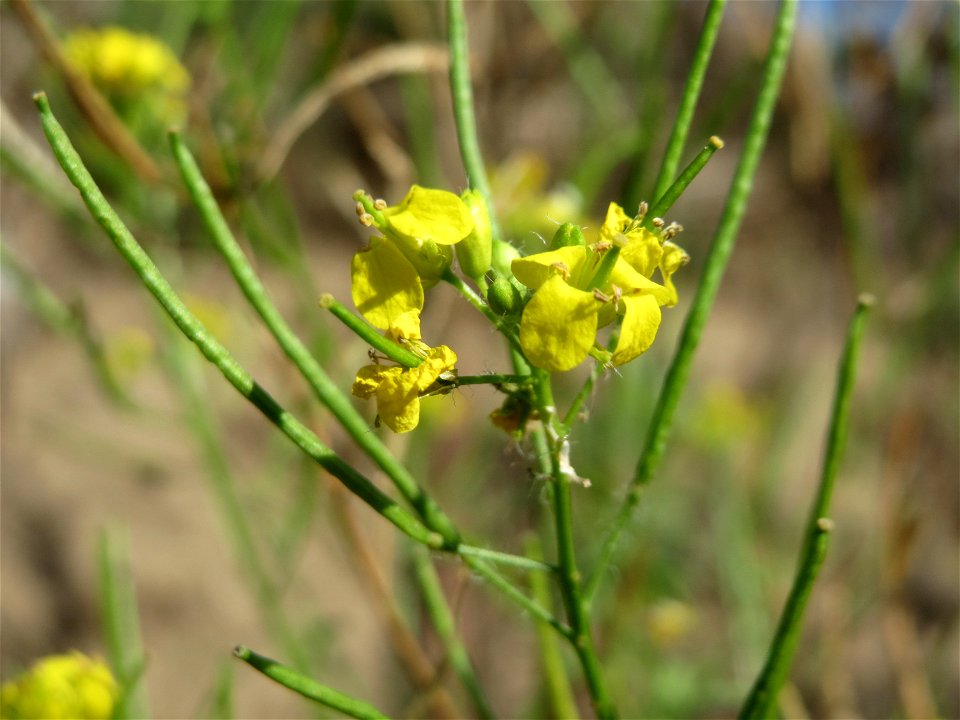Loesels Rauke (Sisymbrium loeselii) in Hockenheim-Talhaus