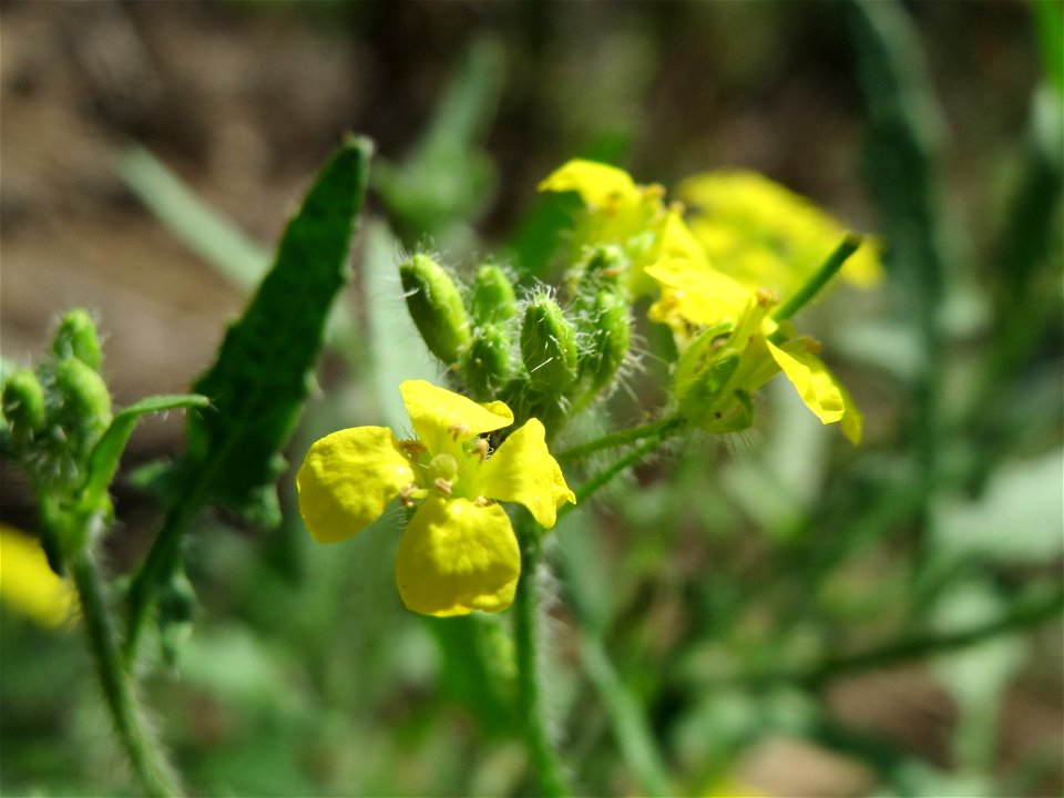 Loesels Rauke (Sisymbrium loeselii) in Hockenheim-Talhaus