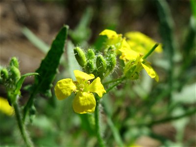 Loesels Rauke (Sisymbrium loeselii) in Hockenheim-Talhaus