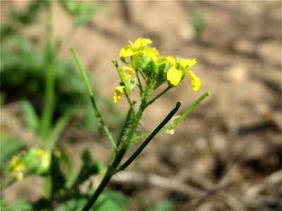 Loesels Rauke (Sisymbrium loeselii) in Hockenheim-Talhaus