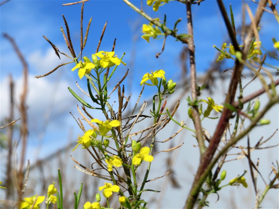 Loesels Rauke (Sisymbrium loeselii) in Hockenheim-Talhaus