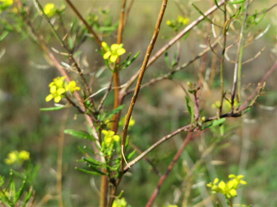 Loesels Rauke (Sisymbrium loeselii) in Hockenheim-Talhaus