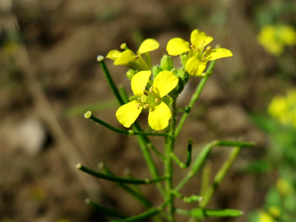Loesels Rauke (Sisymbrium loeselii) in Hockenheim-Talhaus