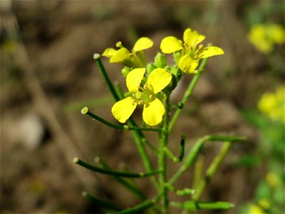 Loesels Rauke (Sisymbrium loeselii) in Hockenheim-Talhaus