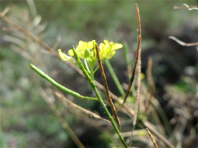 Loesels Rauke (Sisymbrium loeselii) in Hockenheim-Talhaus