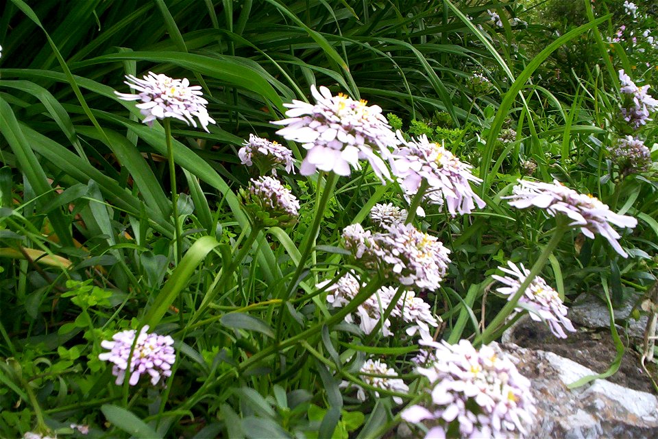 A photograph of the Gibraltar candytuft taken in the Alameda Gardens (Gibraltar) on the 1st January 2003.