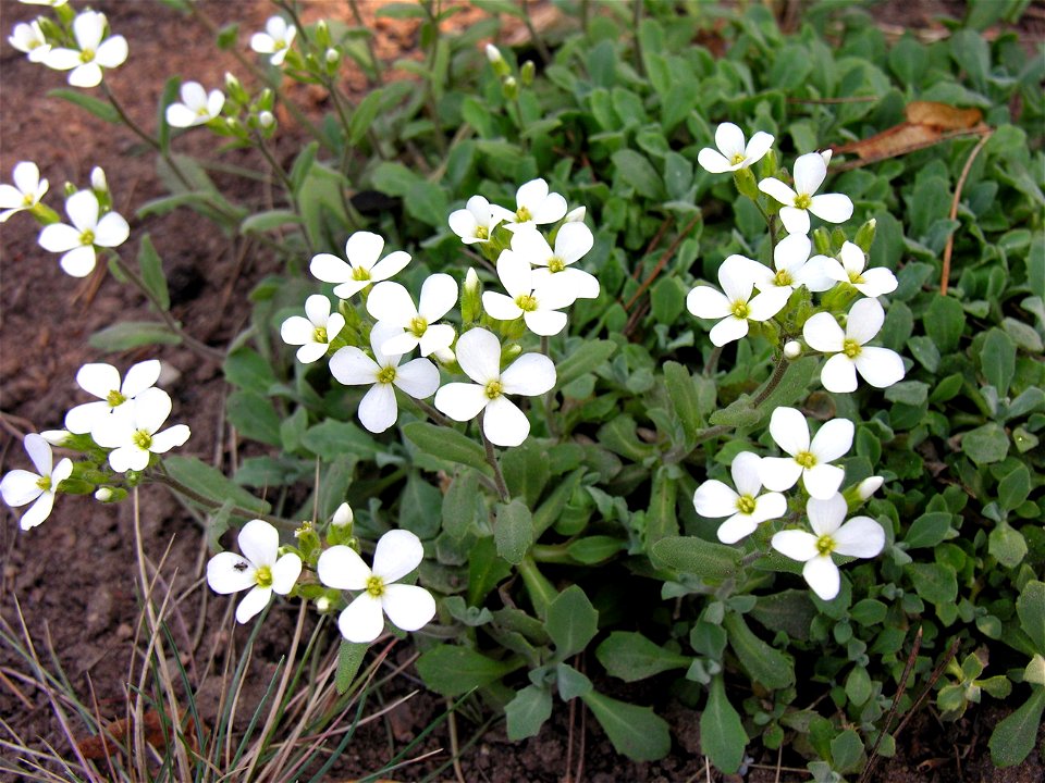 lt:Kaukazinis vaistutis (Arabis caucasica)
Šeima. lt:Bastutiniai (Brassicaceae)

Fotografavo: Algirdas, 2006 m. gegužės 3 d.