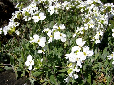 Arabis caucasica; Botanic Garden, Vienna, Austria.