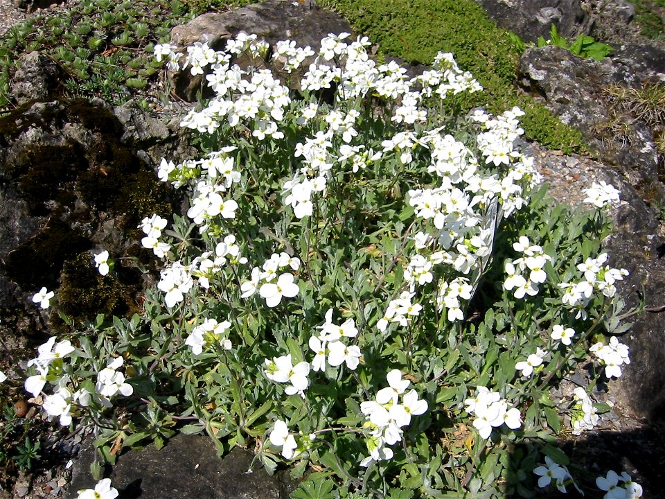Arabis caucasica; Botanic Garden, Vienna, Austria.