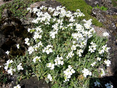 Arabis caucasica; Botanic Garden, Vienna, Austria.