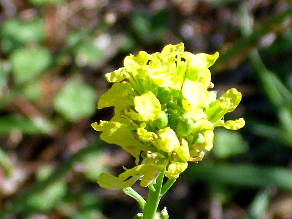 Hirschfeldia incana flowers close up, Dehesa Boyal de Puertollano, Spain