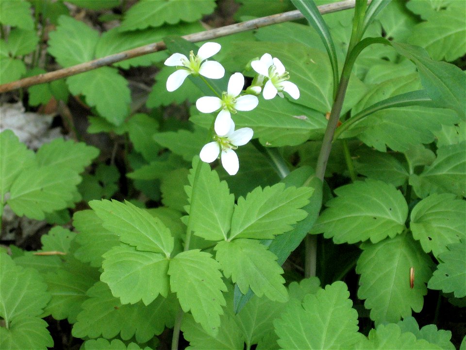 Cardamine diphylla. Photo taken in Wilket Creek Park, Toronto, Ontario