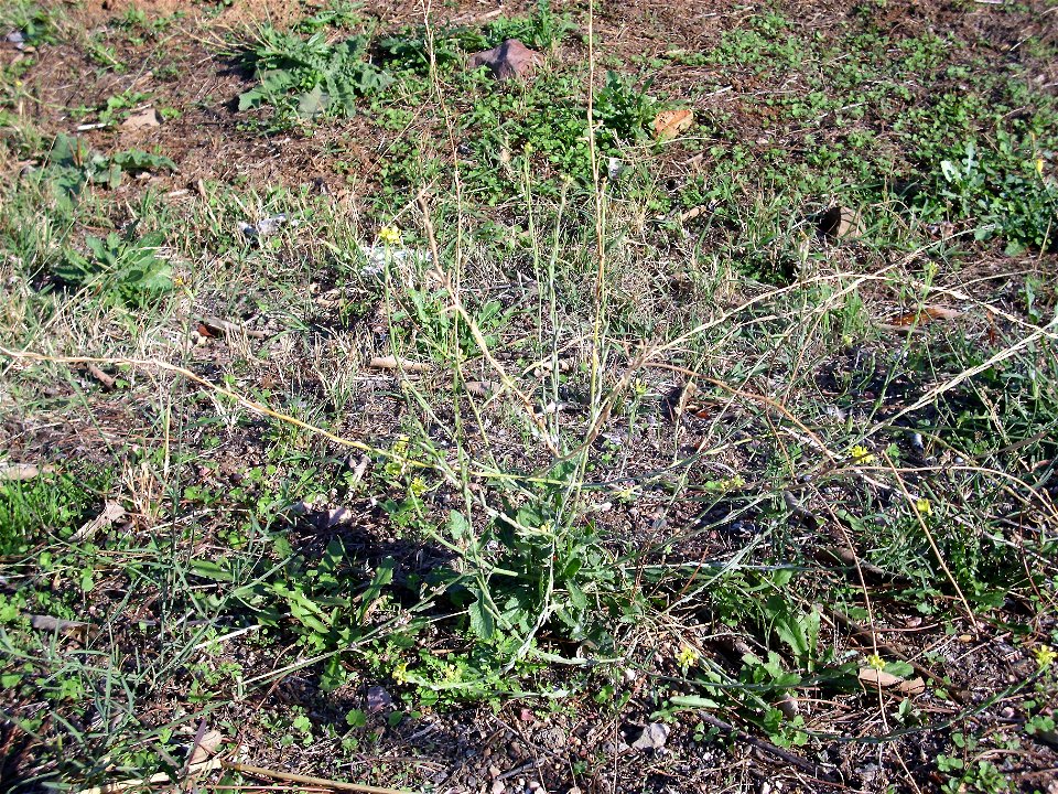 Hirschfeldia incana habit, Dehesa Boyal de Puertollano, Spain