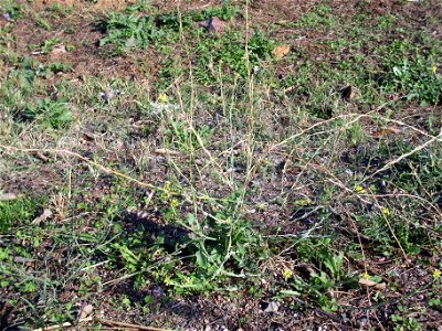 Hirschfeldia incana habit, Dehesa Boyal de Puertollano, Spain