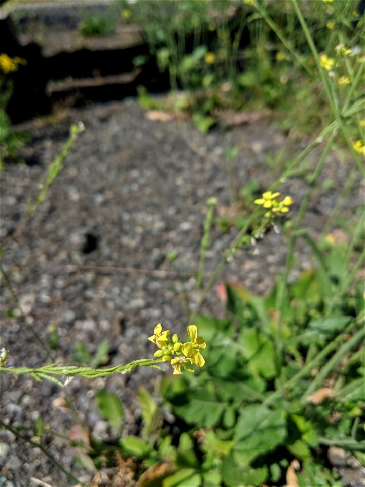 Hirschfeldia incana