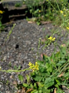 Hirschfeldia incana