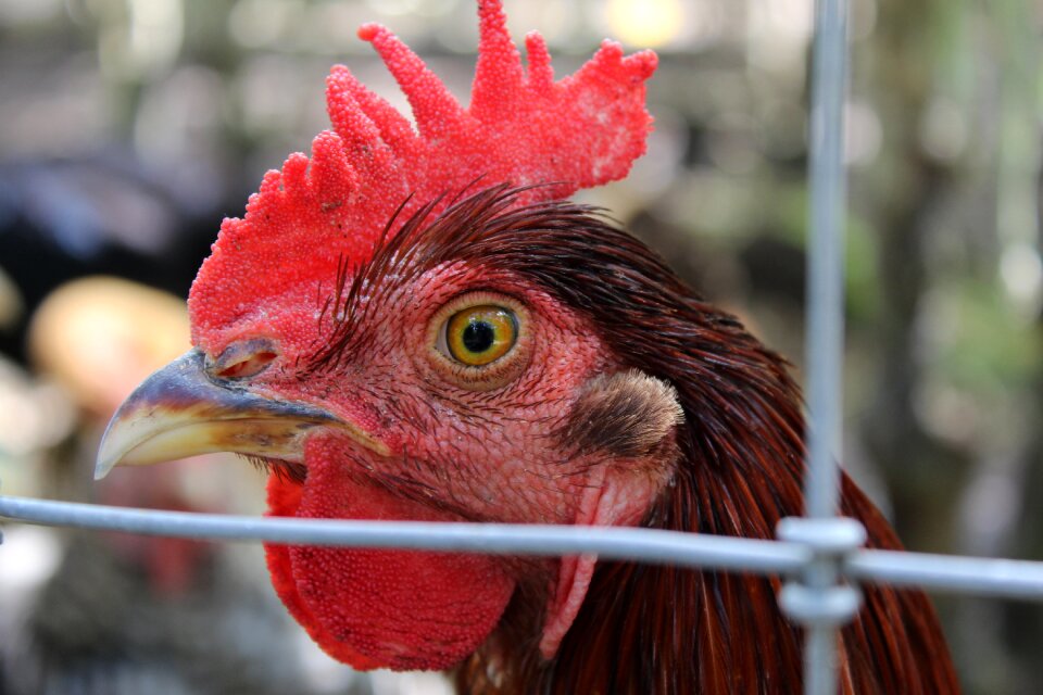 Animal bird hahn