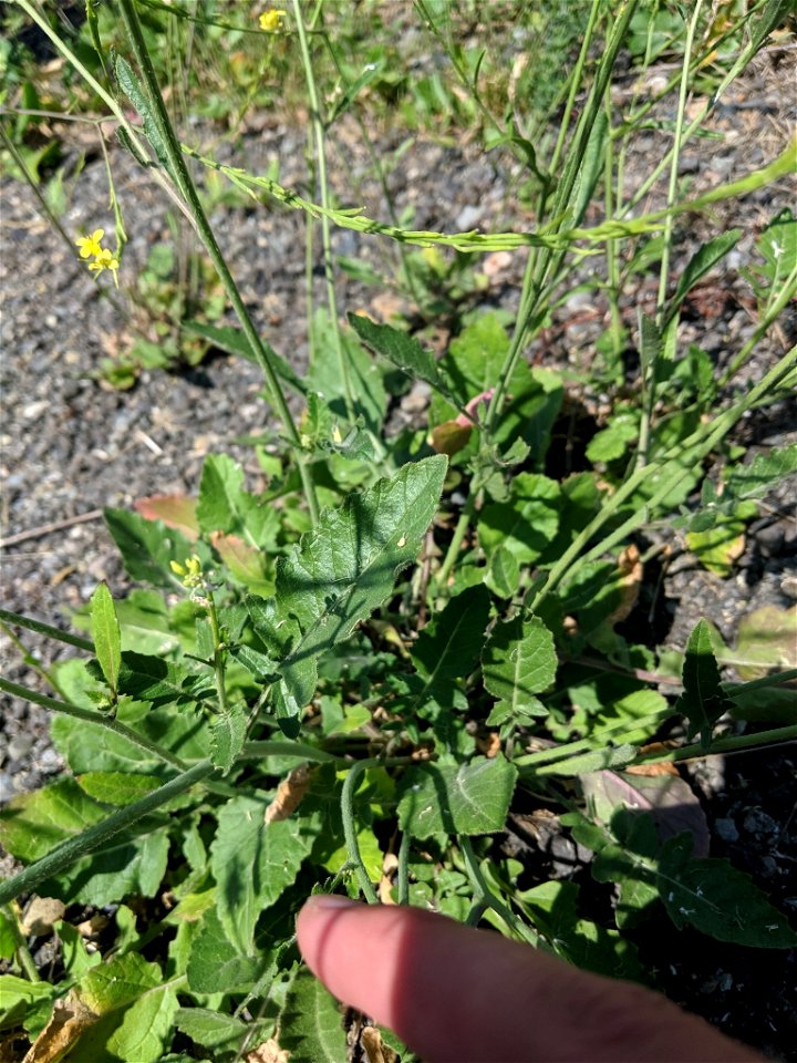 Hirschfeldia incana